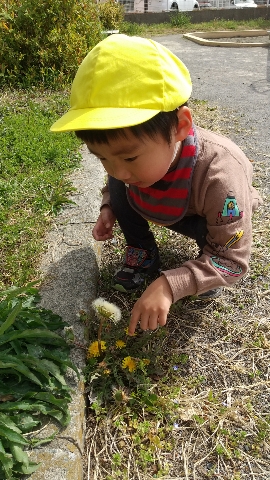 小さな春 保育園幸せふくろうひらつか